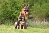 BERGER ALLEMAND 1357